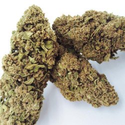 Flower Lover Amnesia
